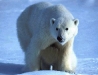 Polar bear.jpg